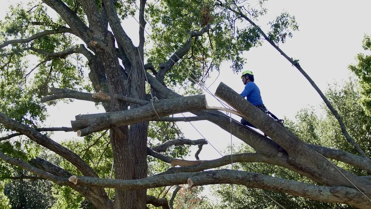 Professional Crown Thinning performed by certified arborists in Olcott