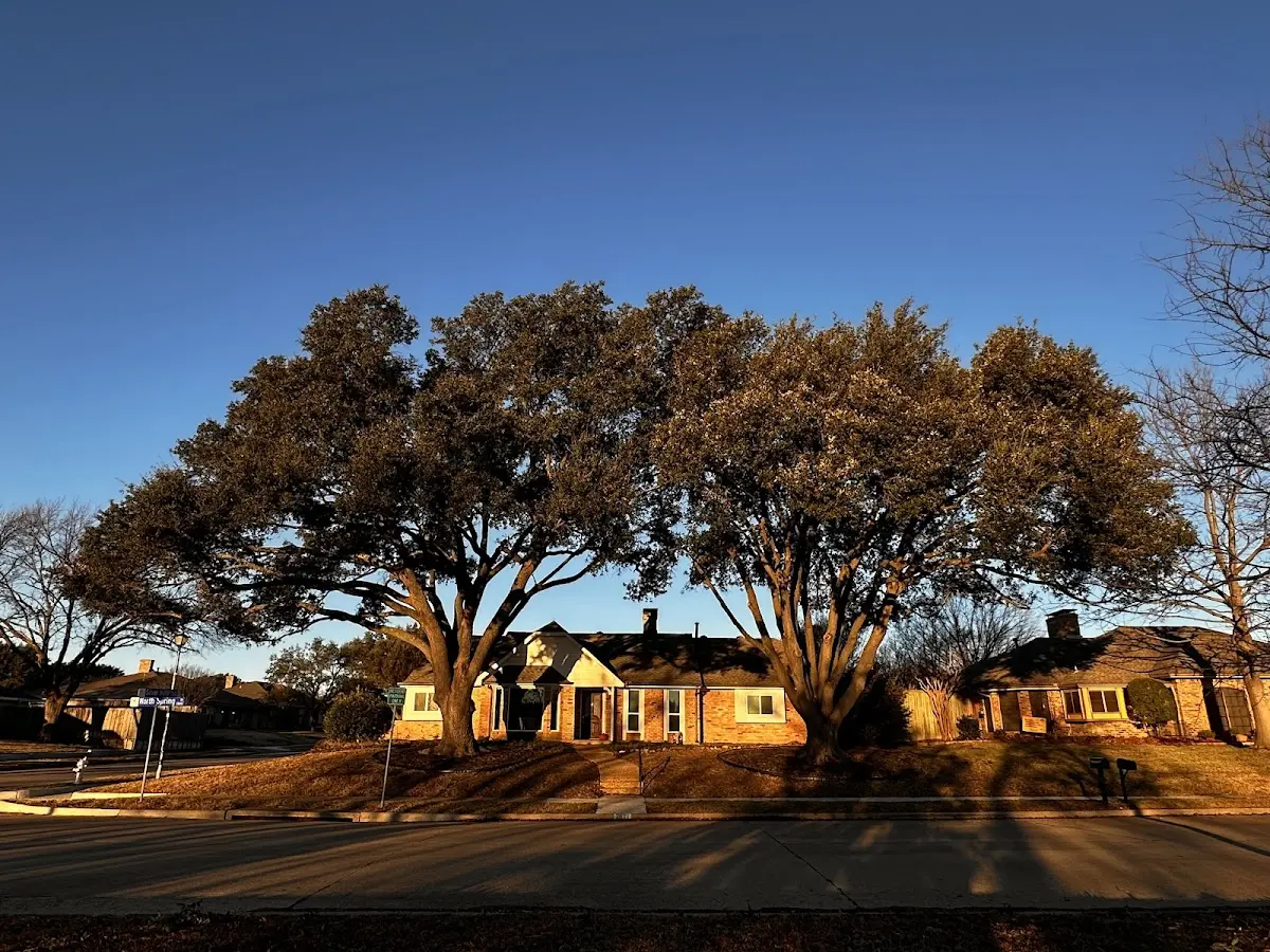 Established residential canopy tree shading a home in Olcott